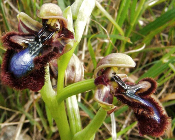 Ophrys regis-ferdinandii